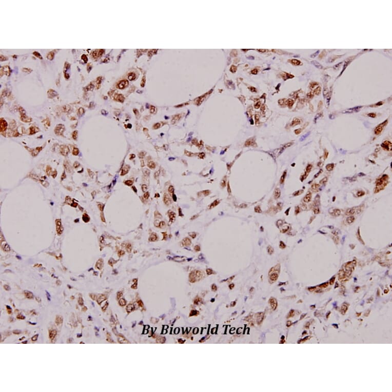 Anti-Bcl-X (S56) Antibody from Bioworld Technology (BS1032) - Antibodies.com