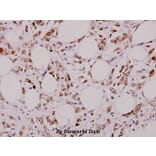Anti-Bcl-X (S56) Antibody from Bioworld Technology (BS1032) - Antibodies.com