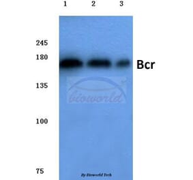 Anti-Bcr (D171) Antibody from Bioworld Technology (BS1033) - Antibodies.com