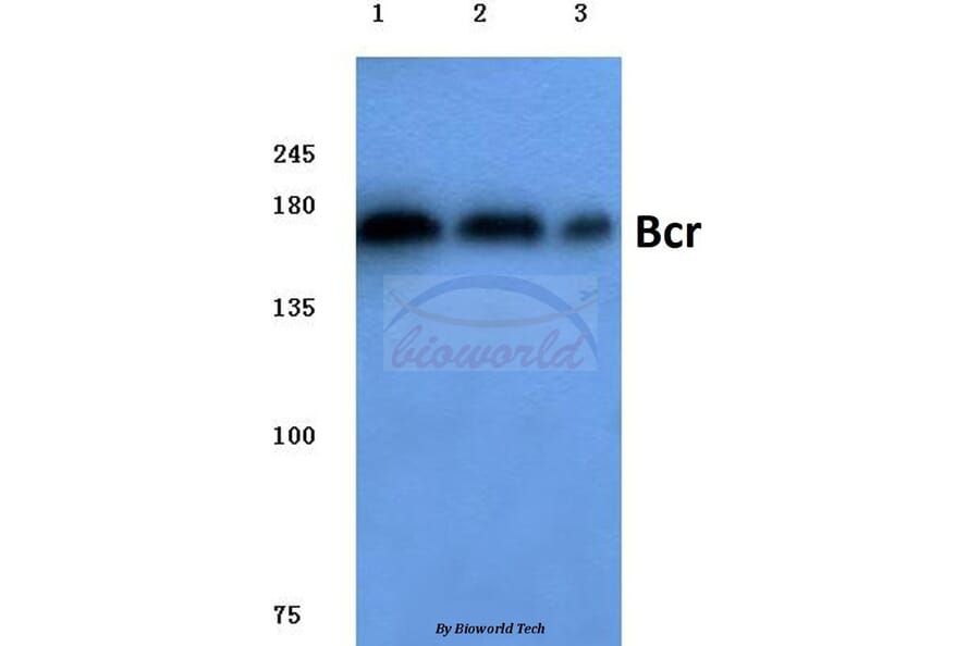 Anti-Bcr (D171) Antibody from Bioworld Technology (BS1033) - Antibodies.com