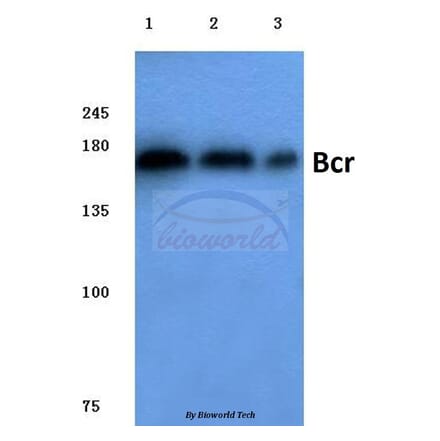 Anti-Bcr (D171) Antibody from Bioworld Technology (BS1033) - Antibodies.com
