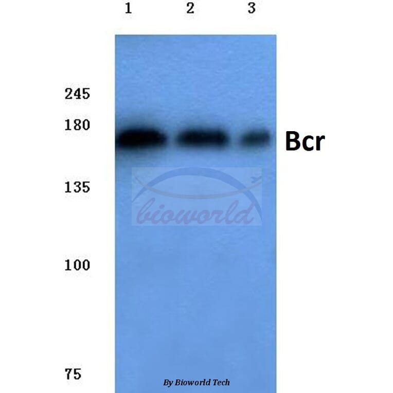 Anti-Bcr (D171) Antibody from Bioworld Technology (BS1033) - Antibodies.com