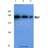 Anti-Bcr (D171) Antibody from Bioworld Technology (BS1033) - Antibodies.com