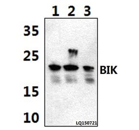 Anti-BIK (M27) Antibody from Bioworld Technology (BS1034) - Antibodies.com