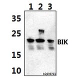 Anti-BIK (M27) Antibody from Bioworld Technology (BS1034) - Antibodies.com