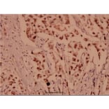 Anti-BIK (M27) Antibody from Bioworld Technology (BS1034) - Antibodies.com