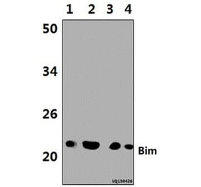 Anti-Bim (A2) Antibody from Bioworld Technology (BS1035) - Antibodies.com