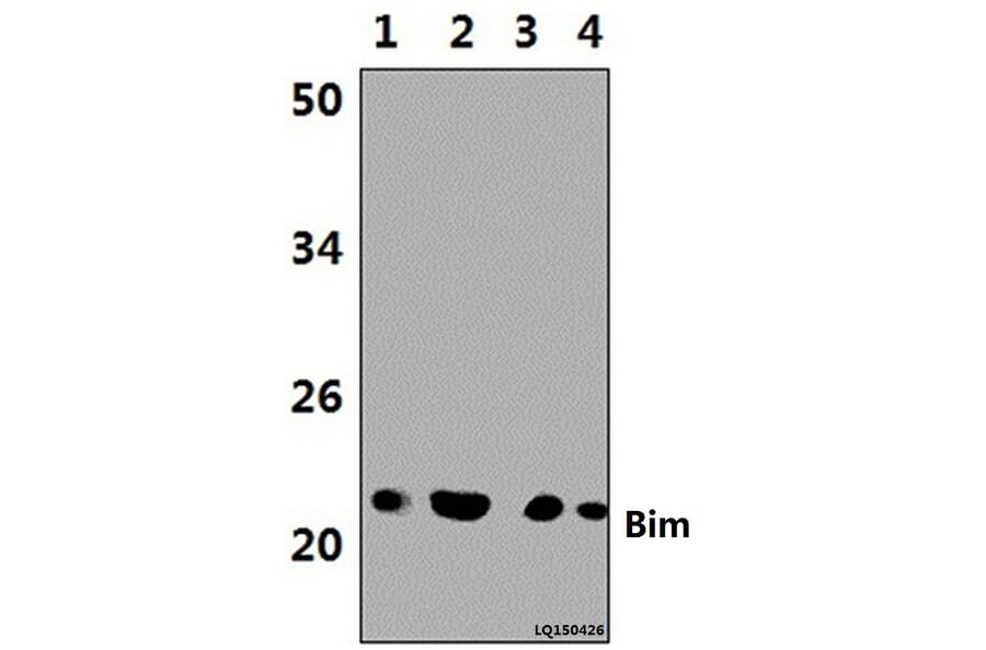 Anti-Bim (A2) Antibody from Bioworld Technology (BS1035) - Antibodies.com