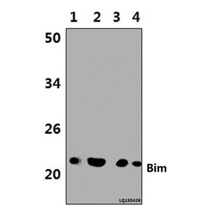 Anti-Bim (A2) Antibody from Bioworld Technology (BS1035) - Antibodies.com