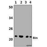Anti-Bim (A2) Antibody from Bioworld Technology (BS1035) - Antibodies.com