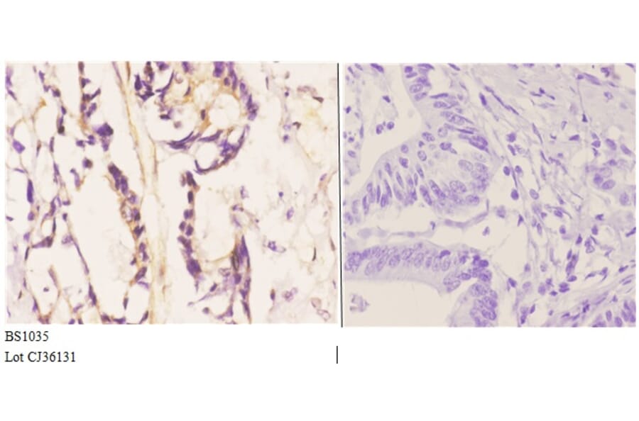 Anti-Bim (A2) Antibody from Bioworld Technology (BS1035) - Antibodies.com