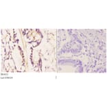 Anti-Bim (A2) Antibody from Bioworld Technology (BS1035) - Antibodies.com