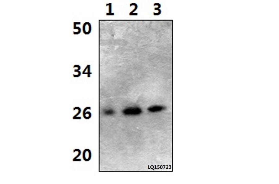 Anti-Bim (A2) Antibody from Bioworld Technology (BS1035) - Antibodies.com