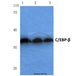 Anti-C/EBP-β (S229/182) Antibody from Bioworld Technology (BS1037) - Antibodies.com