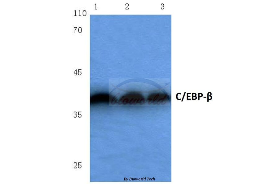 Anti-C/EBP-β (S229/182) Antibody from Bioworld Technology (BS1037) - Antibodies.com