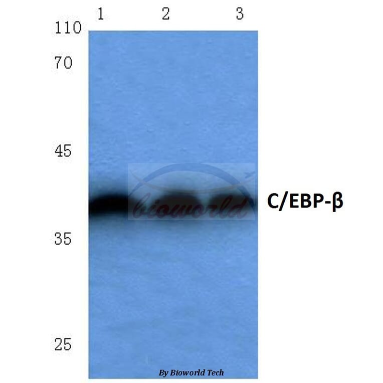 Anti-C/EBP-β (S229/182) Antibody from Bioworld Technology (BS1037) - Antibodies.com