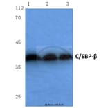 Anti-C/EBP-β (S229/182) Antibody from Bioworld Technology (BS1037) - Antibodies.com