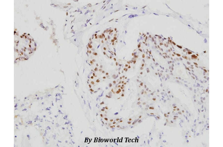 Anti-C/EBP-β (S229/182) Antibody from Bioworld Technology (BS1037) - Antibodies.com