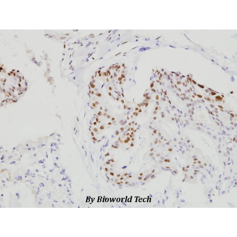 Anti-C/EBP-β (S229/182) Antibody from Bioworld Technology (BS1037) - Antibodies.com