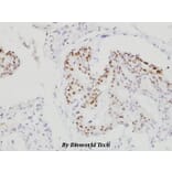 Anti-C/EBP-β (S229/182) Antibody from Bioworld Technology (BS1037) - Antibodies.com