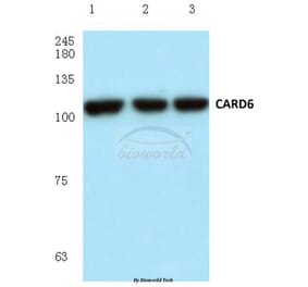 Anti-CARD6 (A2) Antibody from Bioworld Technology (BS1038) - Antibodies.com