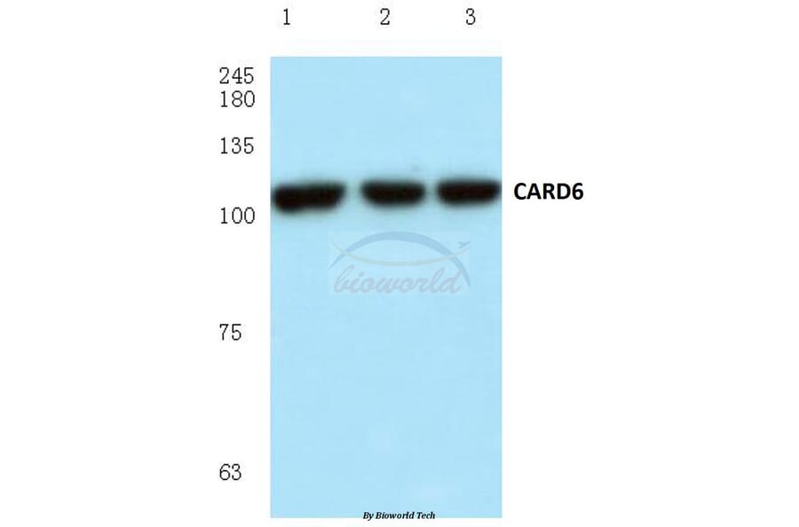 Anti-CARD6 (A2) Antibody from Bioworld Technology (BS1038) - Antibodies.com