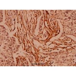 Anti-CARD6 (A2) Antibody from Bioworld Technology (BS1038) - Antibodies.com