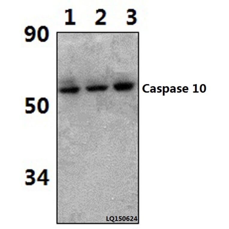 Anti-Caspase 10 (K442) Antibody from Bioworld Technology (BS1039) - Antibodies.com