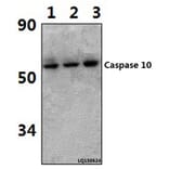 Anti-Caspase 10 (K442) Antibody from Bioworld Technology (BS1039) - Antibodies.com