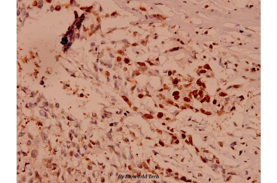 Anti-Caspase 10 (K442) Antibody from Bioworld Technology (BS1039) - Antibodies.com