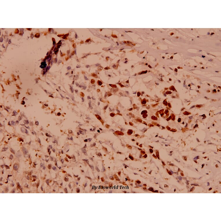 Anti-Caspase 10 (K442) Antibody from Bioworld Technology (BS1039) - Antibodies.com