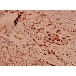 Anti-Caspase 10 (K442) Antibody from Bioworld Technology (BS1039) - Antibodies.com