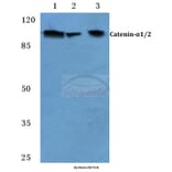 Anti-Catenin-α1/2 (P940) Antibody from Bioworld Technology (BS1040) - Antibodies.com