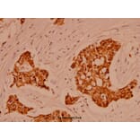 Anti-Catenin-α1/2 (P940) Antibody from Bioworld Technology (BS1040) - Antibodies.com