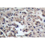 Anti-Catenin-β (I35) Antibody from Bioworld Technology (BS1041) - Antibodies.com