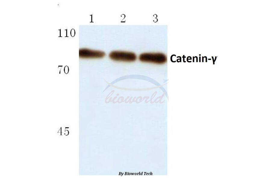 Anti-Catenin-γ (731) Antibody from Bioworld Technology (BS1042) - Antibodies.com