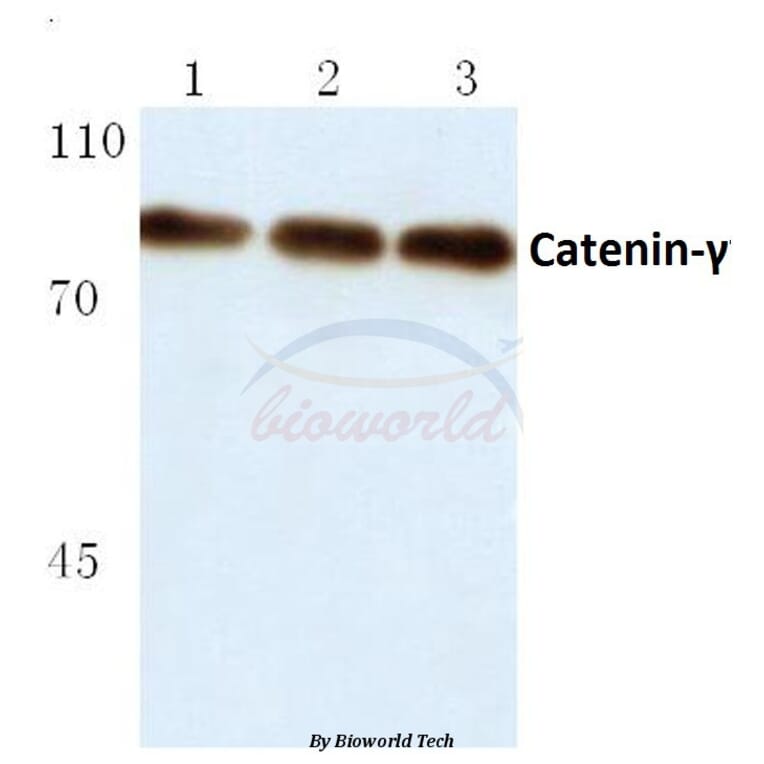 Anti-Catenin-γ (731) Antibody from Bioworld Technology (BS1042) - Antibodies.com