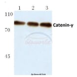 Anti-Catenin-γ (731) Antibody from Bioworld Technology (BS1042) - Antibodies.com