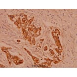 Anti-Catenin-γ (731) Antibody from Bioworld Technology (BS1042) - Antibodies.com