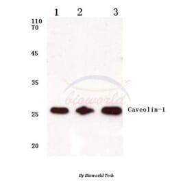 Anti-Caveolin-1 (V163) Antibody from Bioworld Technology (BS1043) - Antibodies.com