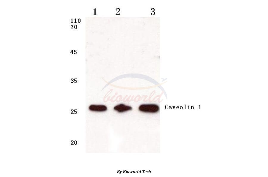 Anti-Caveolin-1 (V163) Antibody from Bioworld Technology (BS1043) - Antibodies.com