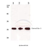 Anti-Caveolin-1 (V163) Antibody from Bioworld Technology (BS1043) - Antibodies.com