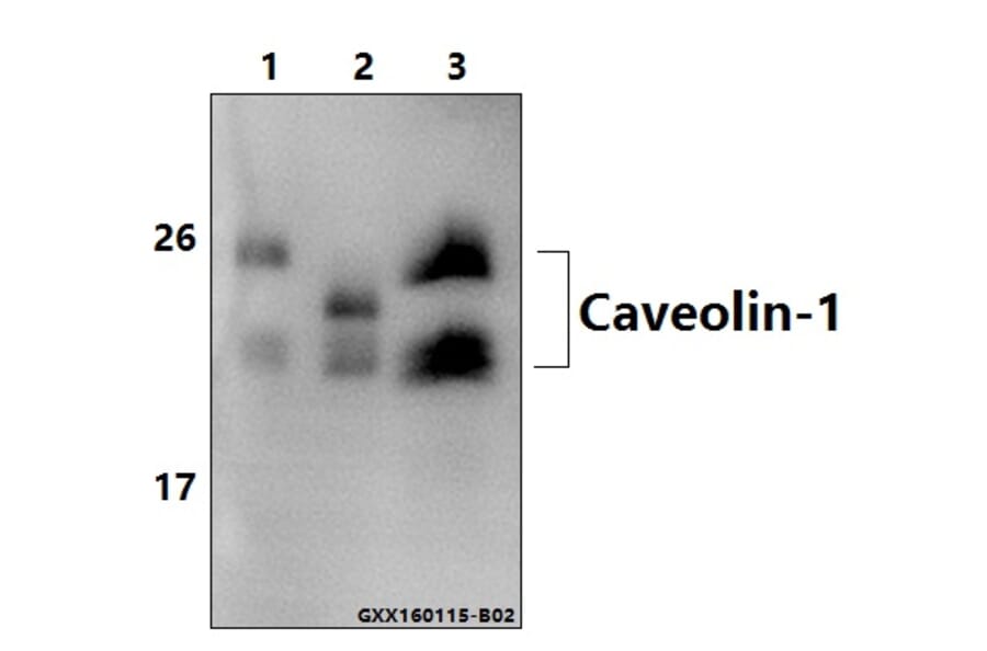 Anti-Caveolin-1 (V163) Antibody from Bioworld Technology (BS1043) - Antibodies.com