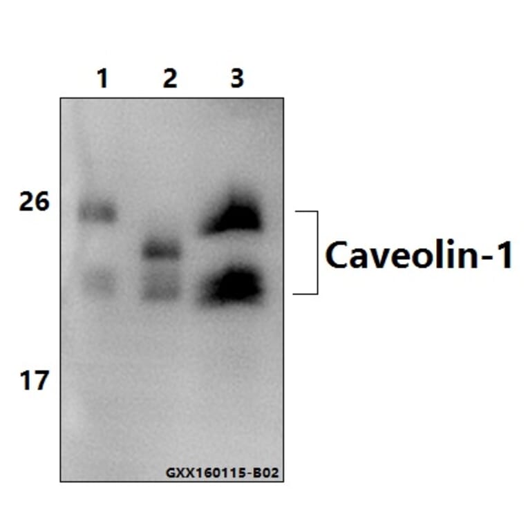Anti-Caveolin-1 (V163) Antibody from Bioworld Technology (BS1043) - Antibodies.com