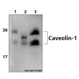 Anti-Caveolin-1 (V163) Antibody from Bioworld Technology (BS1043) - Antibodies.com