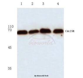 Anti-Cdc25B (R317) Antibody from Bioworld Technology (BS1046) - Antibodies.com