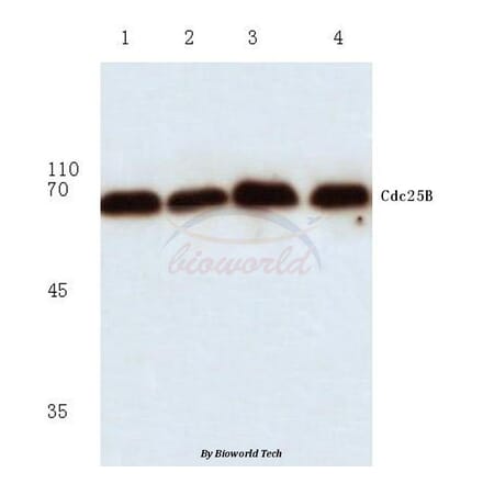Anti-Cdc25B (R317) Antibody from Bioworld Technology (BS1046) - Antibodies.com