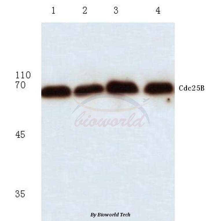 Anti-Cdc25B (R317) Antibody from Bioworld Technology (BS1046) - Antibodies.com