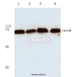 Anti-Cdc25B (R317) Antibody from Bioworld Technology (BS1046) - Antibodies.com