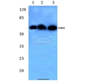 Anti-Cdc6 (V48) Antibody from Bioworld Technology (BS1048) - Antibodies.com